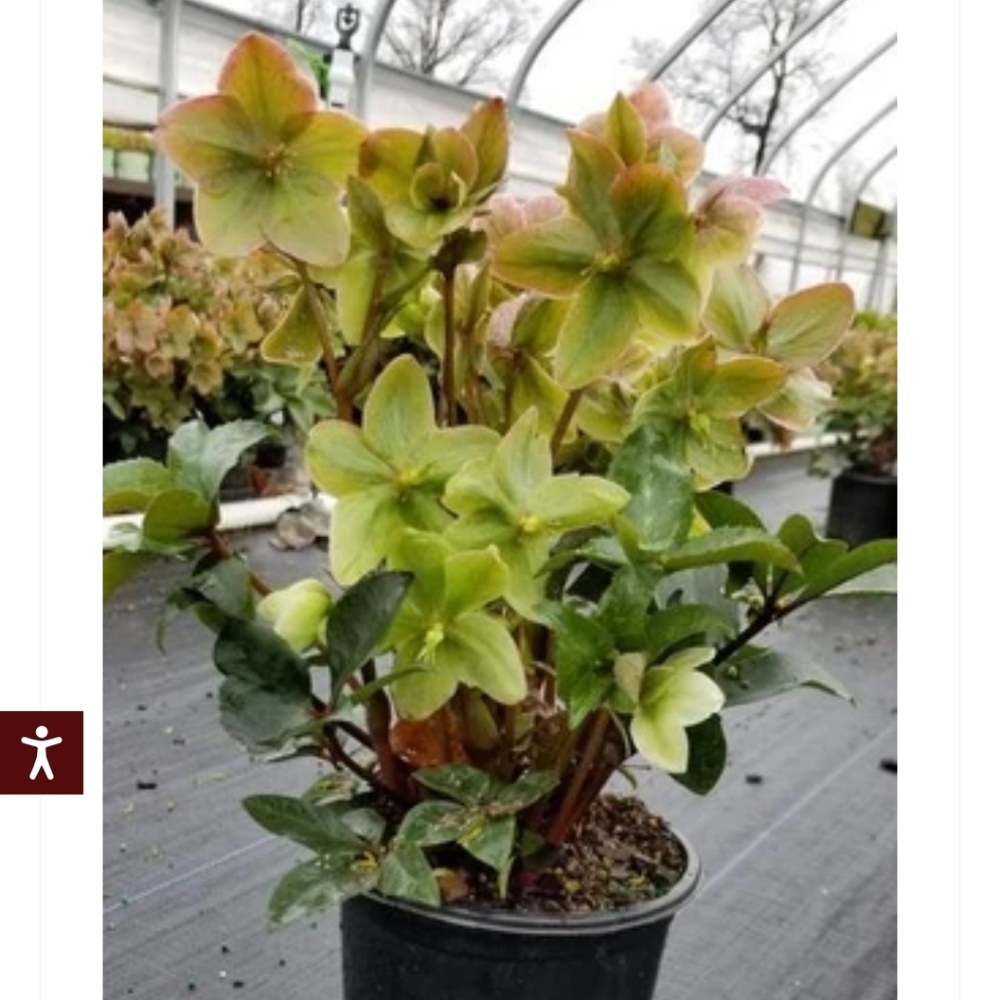 Hellebores Lenten Rose 2 plants $25 - Picture 2 of 7